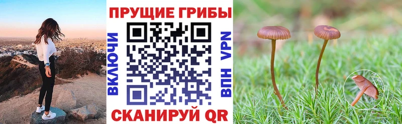 купить наркоту  Адыгейск  Галлюциногенные грибы Psilocybe 